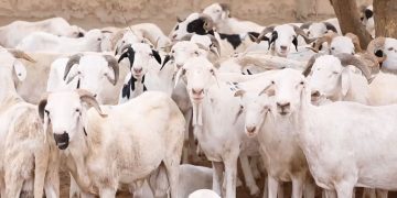 منسقية حملة المرشح محمد ولد الشيخ الغزواني توزع أكثر من 200 أضحية على الأسر المتعففة بمدينة لعيون